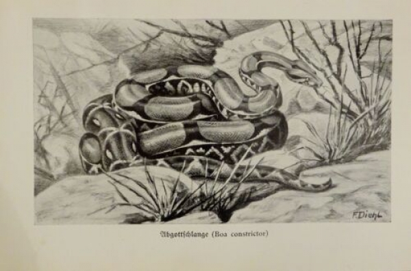 1926 - Abgottschlange / Tigerschlangen - alter Druck